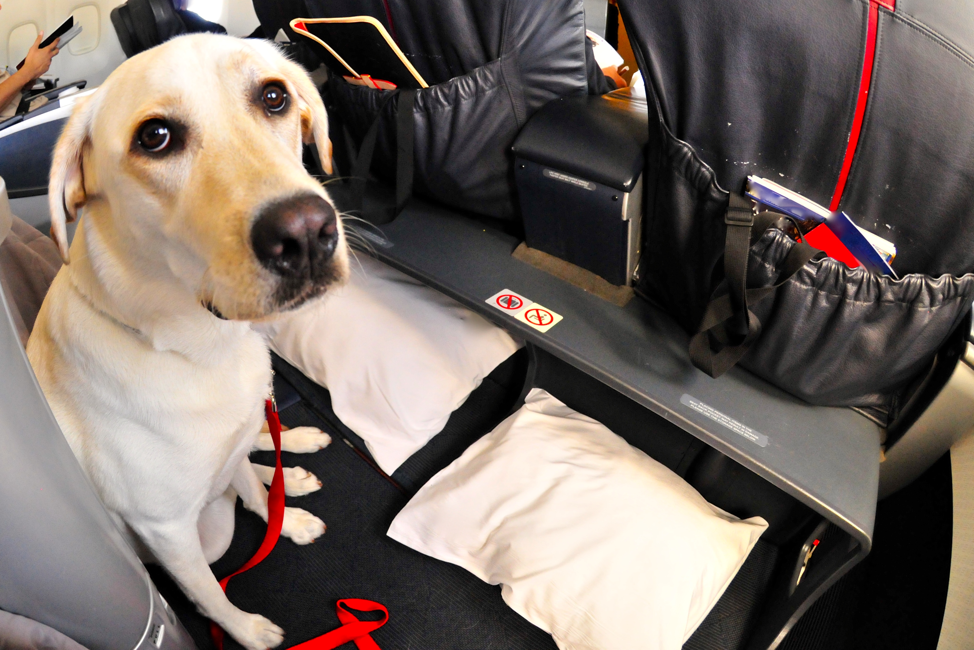 Dog on a leash in an aeroplane