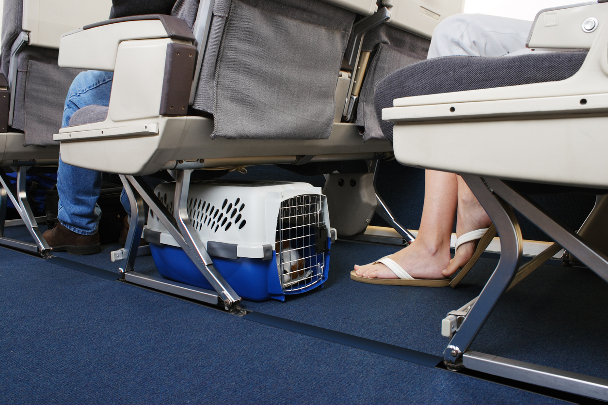 A dog crate is located under an airplane seat, a small dog is sleeping in it.