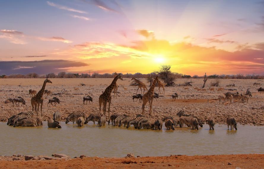 Giraffes and zebras at sunrise at a watering hole in Africa.
